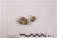 藏品(擬小杯石蕊)的圖片